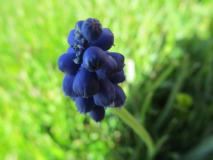 IMG_5105