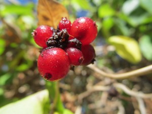 IMG_0027