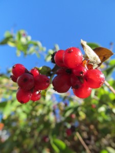 IMG_0028