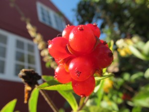 IMG_0049