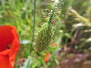 IMG_1492 (2)