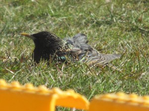 IMG_1496 (2)