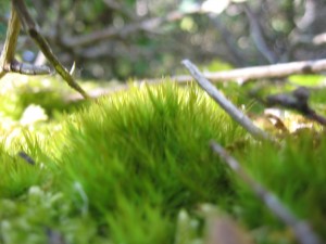 IMG_5750 (2)