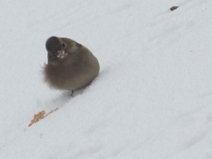 IMG_5754 (3)
