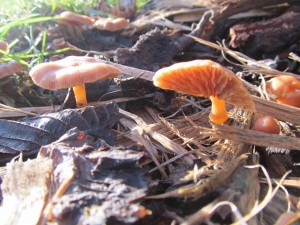 IMG_6734