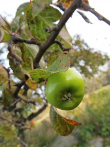 IMG_8245 (2)