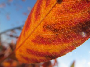 IMG_3503