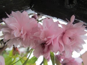 IMG_5948 (2)