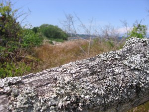 IMG_5948