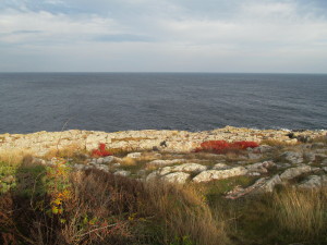 IMG_0949 (2)
