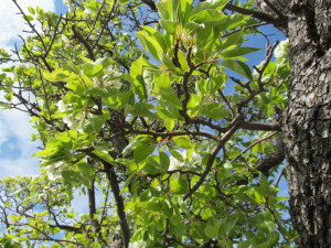 IMG_2516 (2)