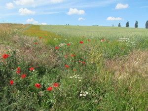 IMG_1736 (2)