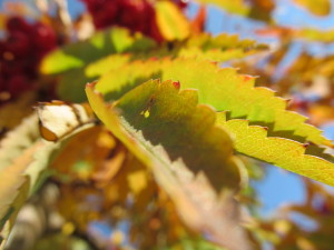 IMG_3510