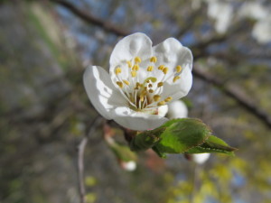 IMG_5448 (4)