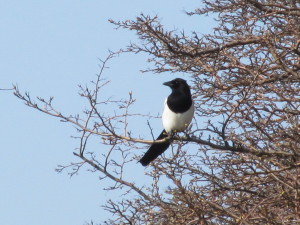 IMG_6124 (2)