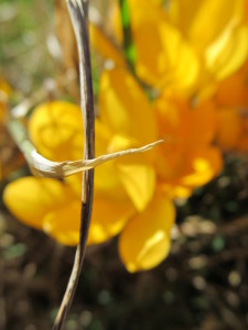 IMG_3743 (2)