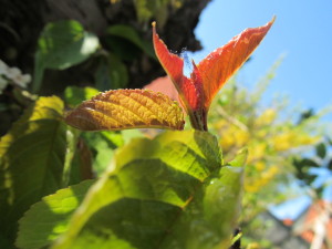 IMG_6445 (2)