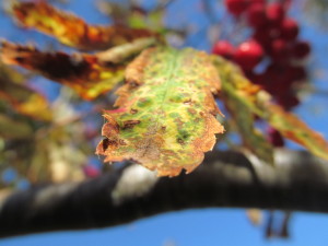 IMG_2529 (2)