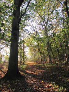 IMG_7930 (2)