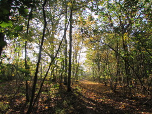 IMG_7932 (2)