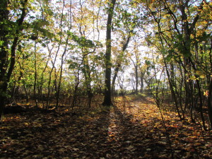 IMG_7945 (2)