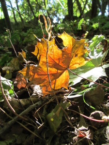 IMG_2043 (2)