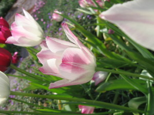 IMG_3955 (3)
