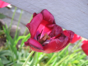 IMG_3958 (2)