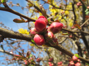 IMG_4658 (2)