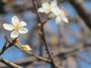 IMG_6070 (3)