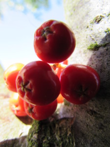 IMG_7529 (2)