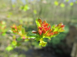 IMG_9913