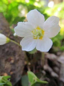 IMG_9414 (3)