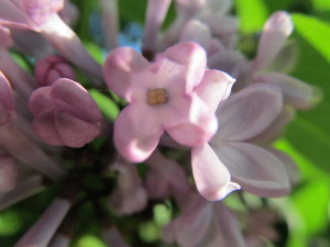 IMG_6316 (3)