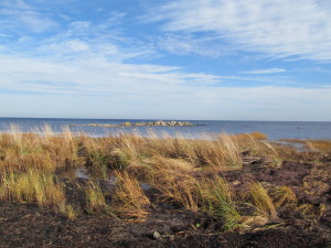 IMG_7943 (2)