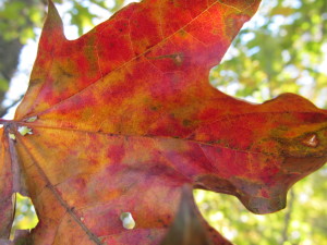 IMG_2637 (2)