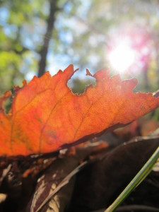 IMG_2666 (2)