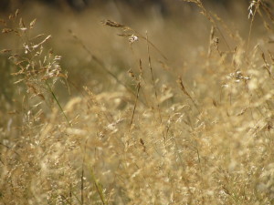 IMG_3047 (2)
