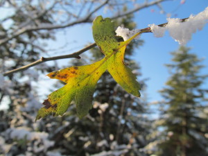 IMG_3092 (2)