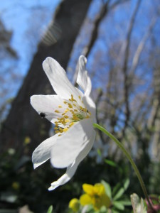 IMG_8706 (3)