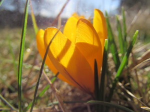 IMG_0339 (4)
