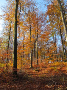 IMG_4741