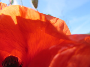 IMG_0841 (2)