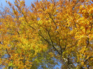IMG_0507 (2)