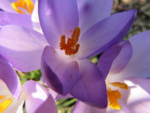 IMG_8161 (2)