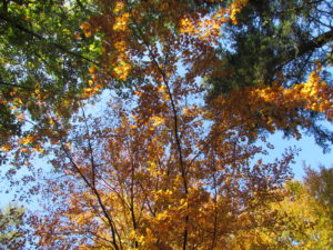 IMG_0632 (2)