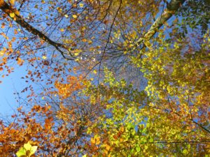 IMG_1005