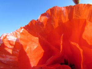 IMG_7173 (3)