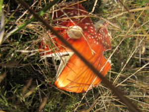 IMG_8663 (2)