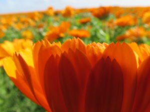 IMG_2088
